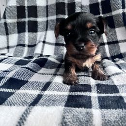 Yorkshire Terrier Puppies from Yorkietopia