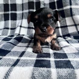 Yorkshire Terrier Puppies from Yorkietopia