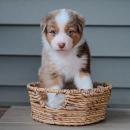 Australian Shepherd Puppies from FireHart Aussies