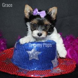 AKC Grace SOLD.. - Black tan and white female Biewer Terrier puppy in Kennesaw, Georgia from Dreamy Pups