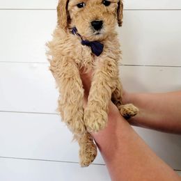 Goldendoodle Puppies from Life_on. Paws