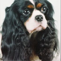 Cavalier King Charles Spaniel and Tibetan Spaniel All Grown Up from Chadwick Cavaliers
