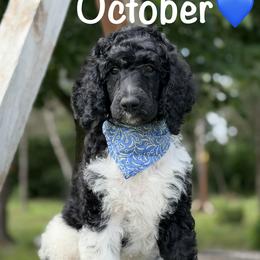 October - Parti male Poodle puppy in Lancaster, Minnesota from Finney Ranch
