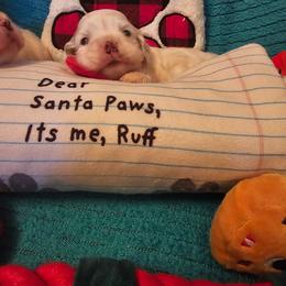 Boy 1 - Red and white male Cocker Spaniel puppy in Peoria, Arizona from Stand Alone Cockers