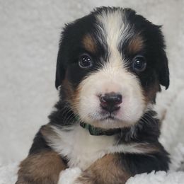 Girl 4 - Black rust and white female Bernese Mountain Dog puppy in Nicholson, Georgia from Bernese Mountain Dogs of Pony Trail Farm