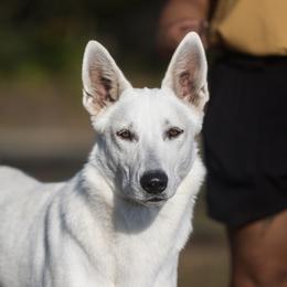 Lacie - Berger Blanc Suisse