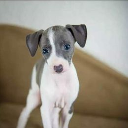 Italian Greyhound Puppies from Divine Italian Greyhounds