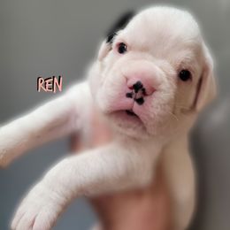 Ren - Brindle female Boxer puppy in Spring Hill, Florida from Hart's Grand Boxers