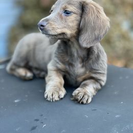 Dachshund Puppies from HP Dachs