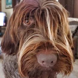 Wirehaired Pointing Griffons from d