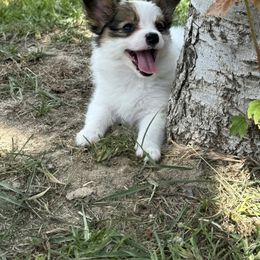 Papillon Puppies from Heather's Papillons