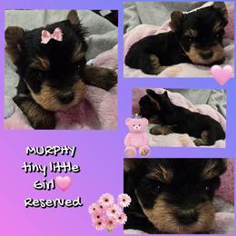 Girl 3 - Black and tan female Yorkshire Terrier puppy in Gatesville, Texas from Schultz Yorkies byGrace