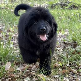 Alice OFA - Black female Newfoundland puppy in Falmouth, Michigan from Dyer Lake Newfoundland’s