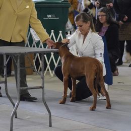 Rhodesian Ridgeback Puppies from Supernova Ridgebacks