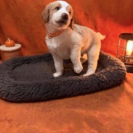 Goldendoodle Puppies from Unike Puppies