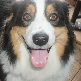 Australian Shepherds and Pomeranians from Fantasy Pomeranians