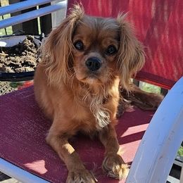 Ophelia - Cavalier King Charles Spaniel