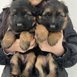 Teal girl - Black and red female German Shepherd puppy in Humboldt, Iowa from Valiant Shepherds