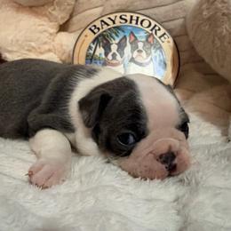 Luka - Blue male Boston Terrier puppy in Tampa, Florida from Bayshore Boston Terrier’s