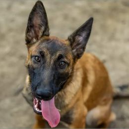Belgian Malinois Puppies from Misfits of Mayhem