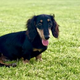 Dachshunds from Jolly Rogers Dachshunds