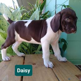 Daisy - Liver and white female German Shorthaired Pointer puppy in Elberta, Alabama from Old Orchard Farm