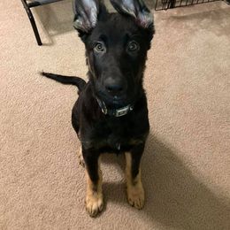German Shepherd Puppies from Erfolg German Shepherds