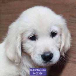 Dulci girl 3 - Light golden female Golden Retriever puppy in Niles, Michigan from Composer Goldens