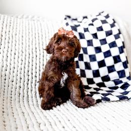 Morgana - Chocolate female Goldendoodle puppy in Springville, Utah from Happy Doodle