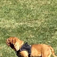Dogue de Bordeaux All Grown Up from Theresea Martin