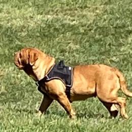 Dogue de Bordeaux All Grown Up from Theresea Martin