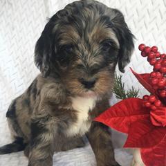 Boy 4 - male Australian Mountain Doodle puppy in Blairstown, Missouri from Shepherd Hill Doodles