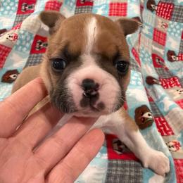 Poppy - Fawn female Boston Terrier puppy in Wellington, Ohio from Twist of Faith Farms