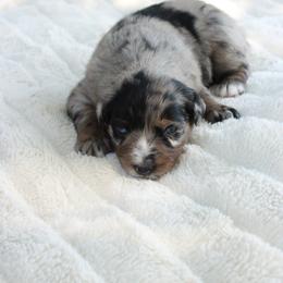 Jester (Jesty) - Blue merle female Australian Shepherd puppy in Oklahoma City, Oklahoma from Mika’s Aussies