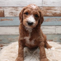 Goldendoodle Puppies from Two Ps in a Pod