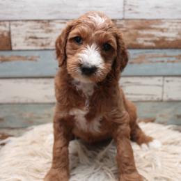 Goldendoodle Puppies from Two Ps in a Pod