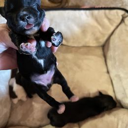 Maltese, Miniature Schnauzer, and Yorkshire Terrier Puppies from Sassy Yorkie Love Alabama