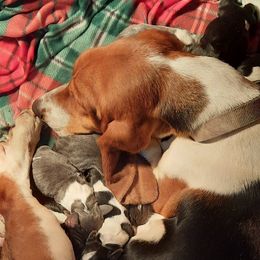 Josie - Basset Hound