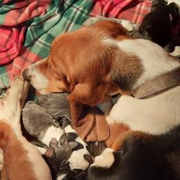 Josie - Basset Hound
