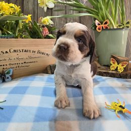 Firefly - Liver white and tan English Springer Spaniel puppy in Saginaw, Michigan from Kemerer Springers