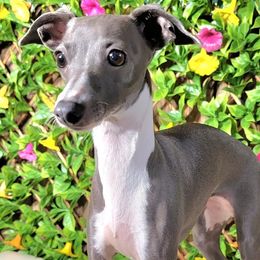 Poetry - Italian Greyhound