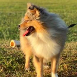 Australian Shepherds, Miniature Australian Shepherds, and Toy Australian Shepherds from Circle JTS Ranch