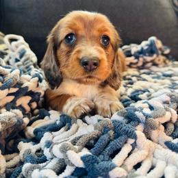AKC Red Dapple-Piebald - Dapple female Dachshund puppy in Colville, Washington from G&B Iron Mountain Dachshunds