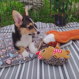 Tri girl 2 - Black and tan female Pembroke Welsh Corgi puppy in Mountain View, Hawaii from Celtic Corgis