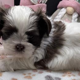 Estes - Liver and white male Shih Tzu puppy in Stafford, Virginia from Bayview Pups