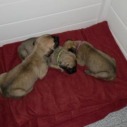 Great Dane Puppies from Tidal Wave Danes