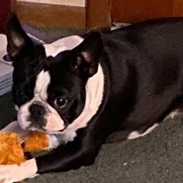 Boston Terriers and Scottish Terriers from Robbi's Pups