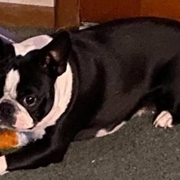 Boston Terriers and Scottish Terriers from Robbi's Pups