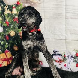 Mags - Aussiedoodle