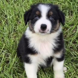 Girl 3 - Black & white female Australian Shepherd puppy in Lakeland, Florida from Diamond P Australian Shepherds